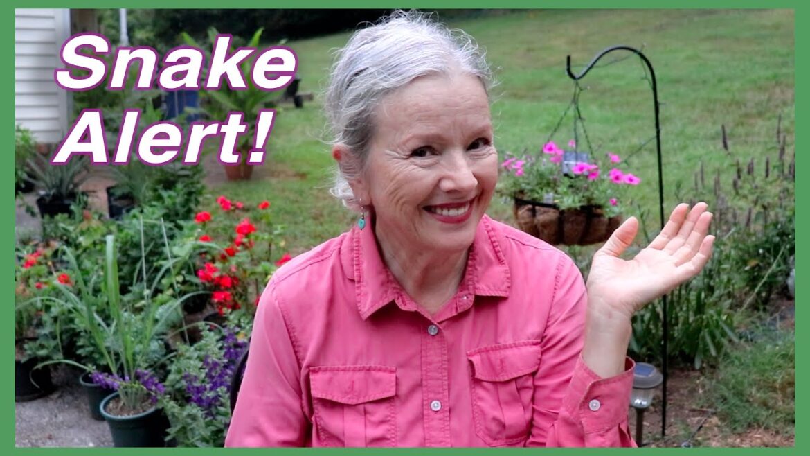 Homestead Update: Snake, Basil, Butterfly, Peas & More!