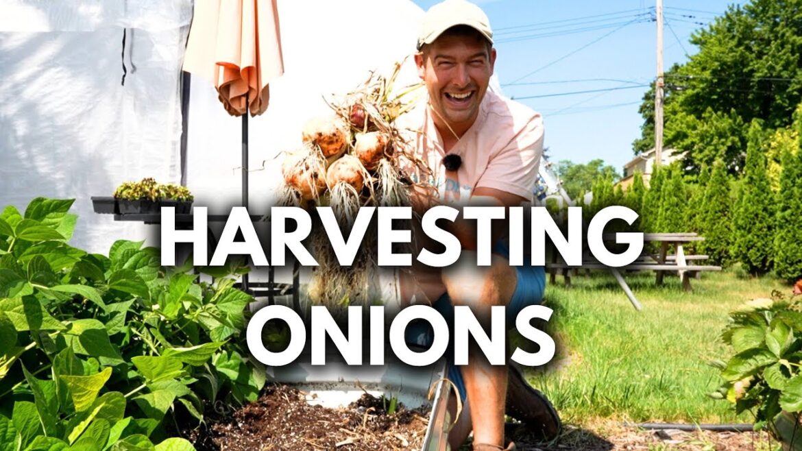 Harvesting Our MASSIVE Onions! Plus Tips and Tricks for Bigger Onions