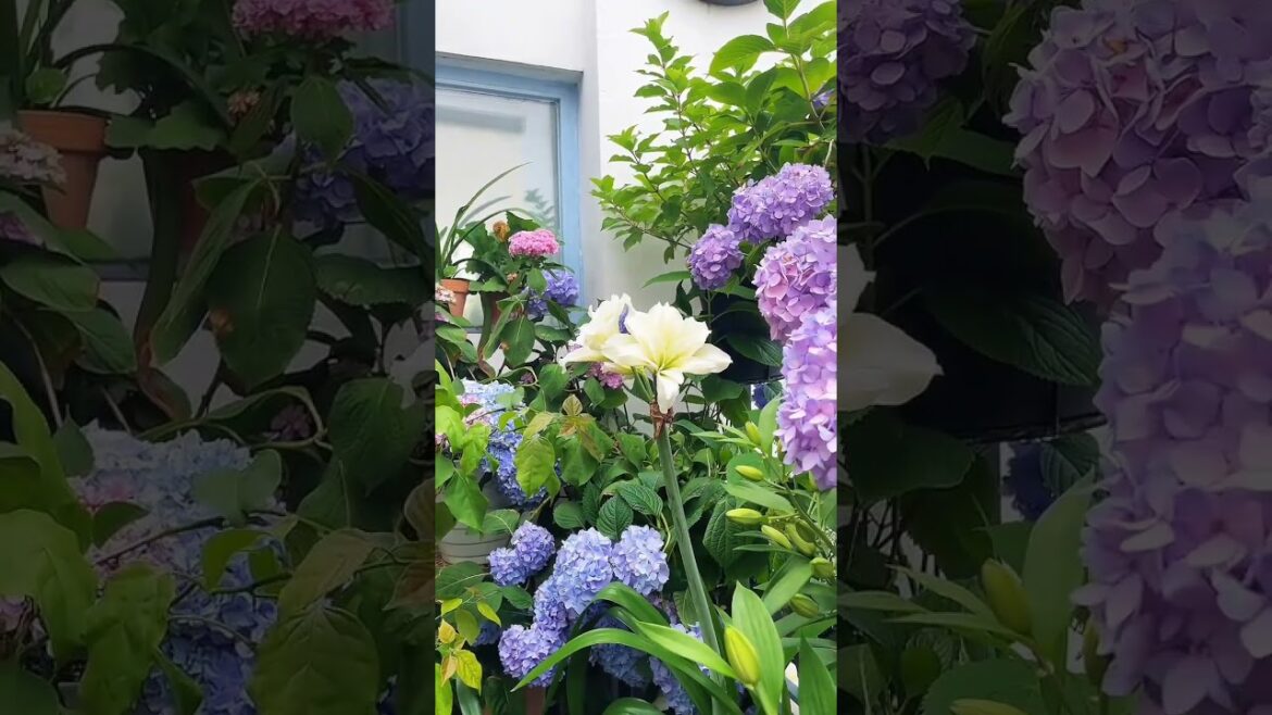 Outdoor Oasis Decor You'll Love 🌺💚🌴#gardening #oasis #plants #homedecorideas #asmr #gardenplants