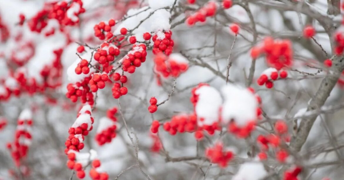 ‘Magical’ holly berry tree that blooms in autumn and winter has a huge £100 saving Ipso logo