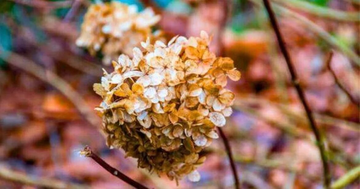 Abandoned hydrangeas will revive ‘bigger and stronger’ with 5-minute gardening task Ipso logo