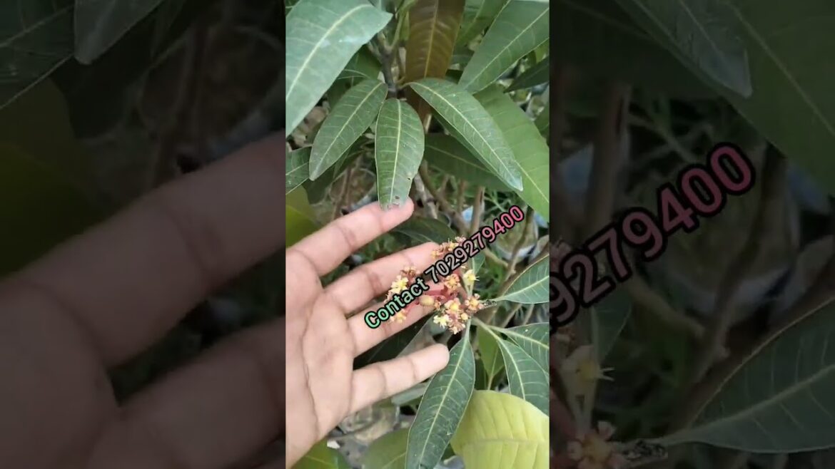 Miyazaki Mango Cultivation Fruit Over India Plant Supply Full Information