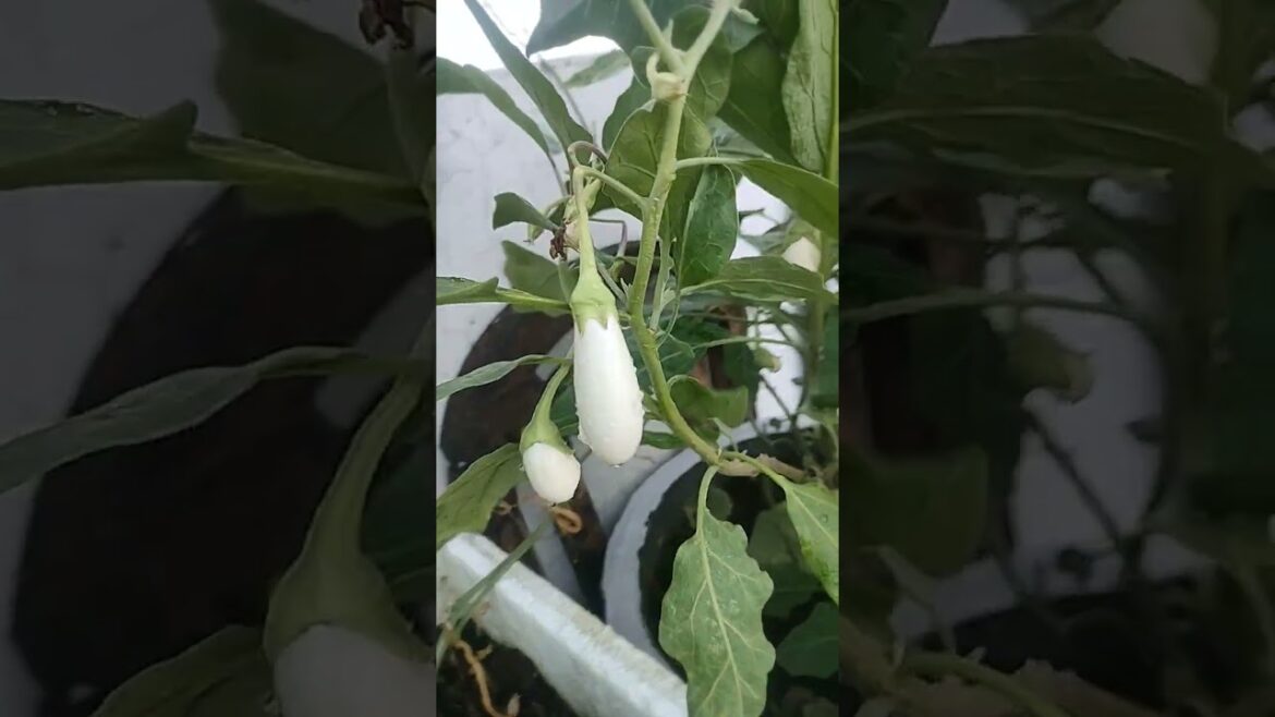 #ihavethisthingwithplants #gardendesign