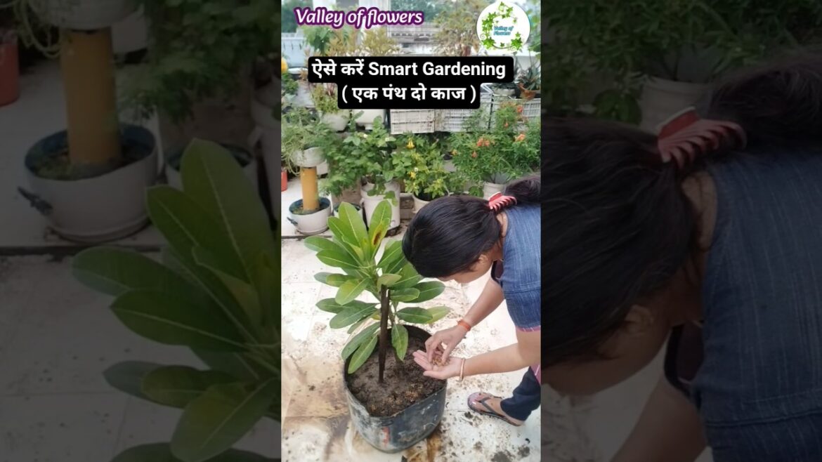 एक पंथ दो काज 🌱 नहले पे दहला ☘️ smart Gardening करें #valleyofflowers #ytshorts #gardening#plants एक पंथ दो काज 🌱 नहले पे दहला ☘️ smart Gardening करें #valleyofflowers #ytshorts #gardening#plants