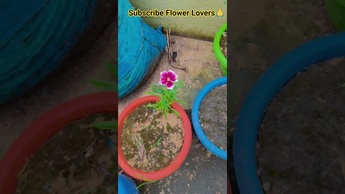 Mindset #trending #love #staystrong #mindset #motivation #garden #updategardening 🌱