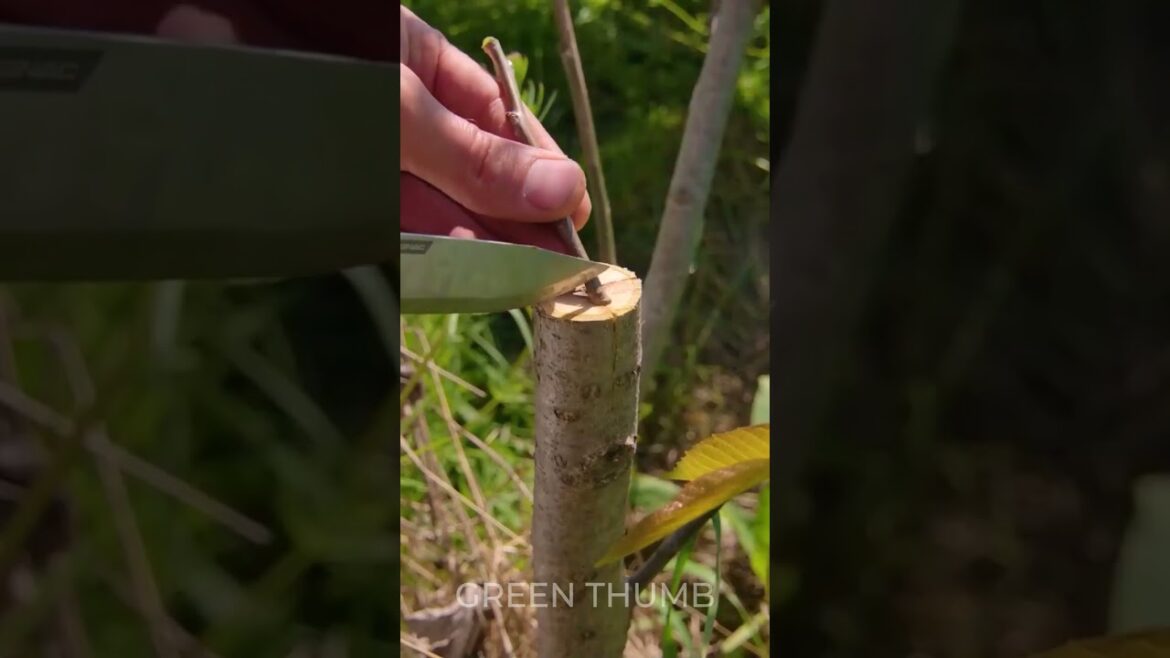 Transform Any Tree with This Simple Trick! ๐ช๐ฑ Transform Any Tree with This Simple Trick! ๐ช๐ฑ
