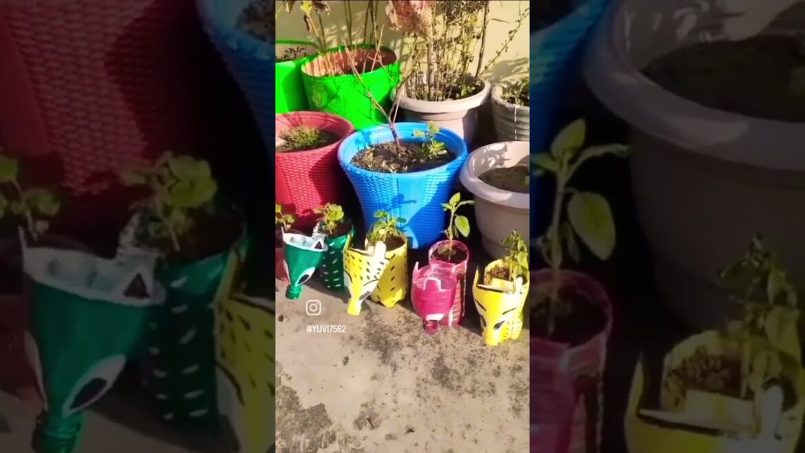 🌿🌱😘👌👀👁️#trending#funny#sadabaharflower#gardendesign#gardening#shorts#youtubeshorts#ytshotstrending