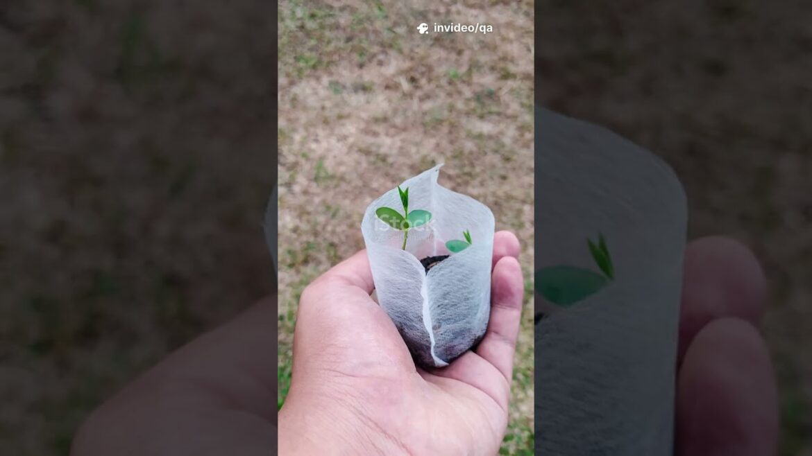 Why Your Seeds Aren’t Sprouting—And How to Fix It Why Your Seeds Aren’t Sprouting—And How to Fix It