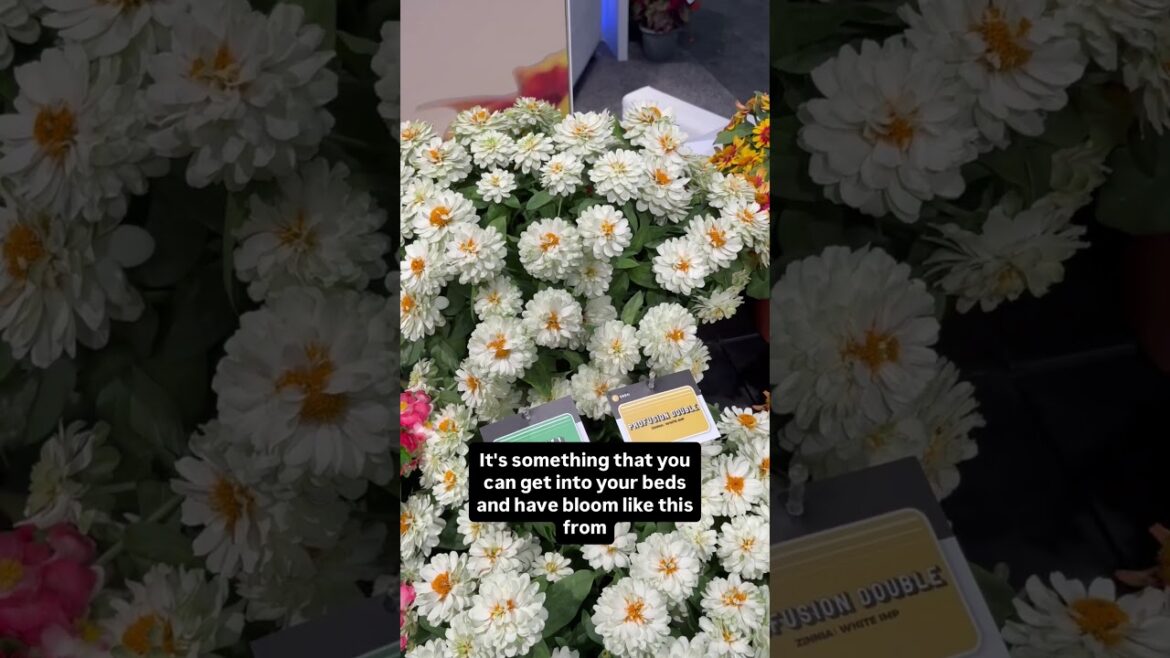 AAS Winner Profusion Zinnias for summer and fall!