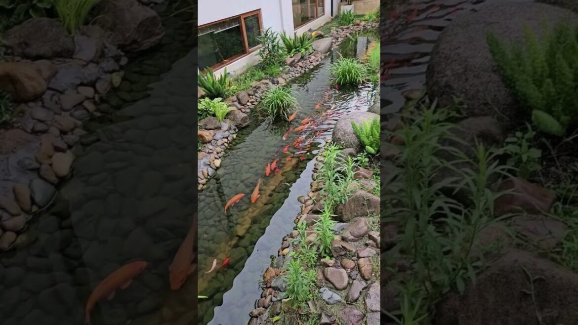 Japanese garden #garden #plants #home #japaneseculture #japanese #rockgarden #balcony #gardening
