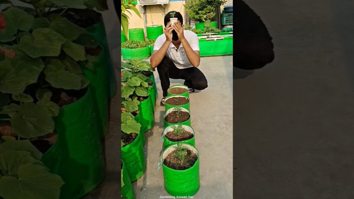 July-August mei ye lagaoooo || Tips for Early winter gardening