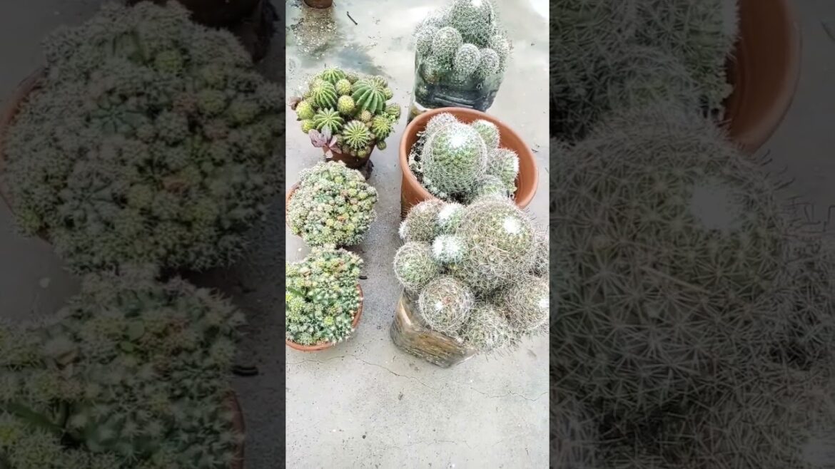 The Most Impressive Cactus Collection Ever