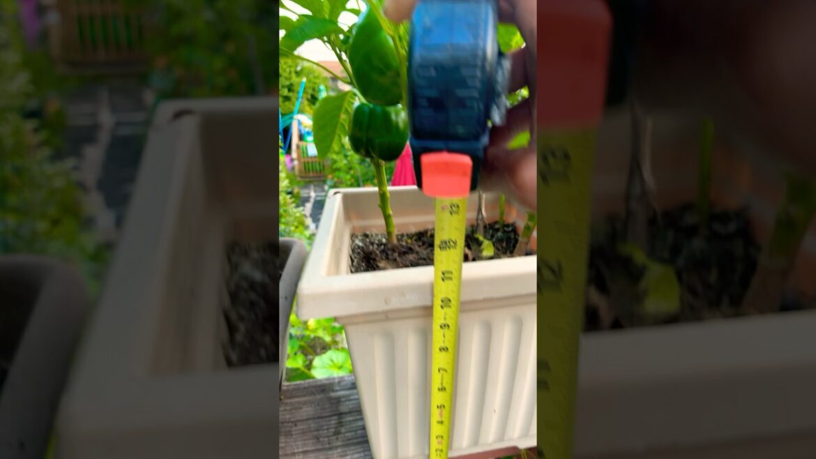 🫑Zone 5 Container Garden Update: Epic Growth! #growing #gardening 🫑Zone 5 Container Garden Update: Epic Growth! #growing #gardening