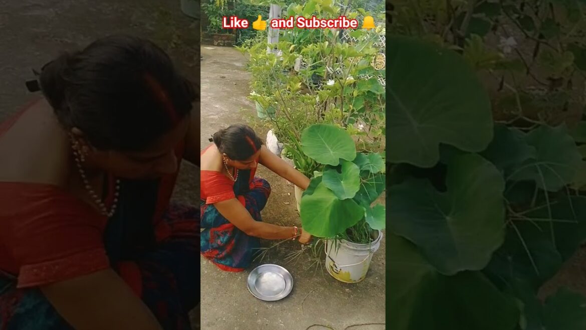 मेहनत पर भरोसा 🌿😱|#gardening # yt# Arbi ke Patte # trending # shorts # minivlog # viralvlog #garden