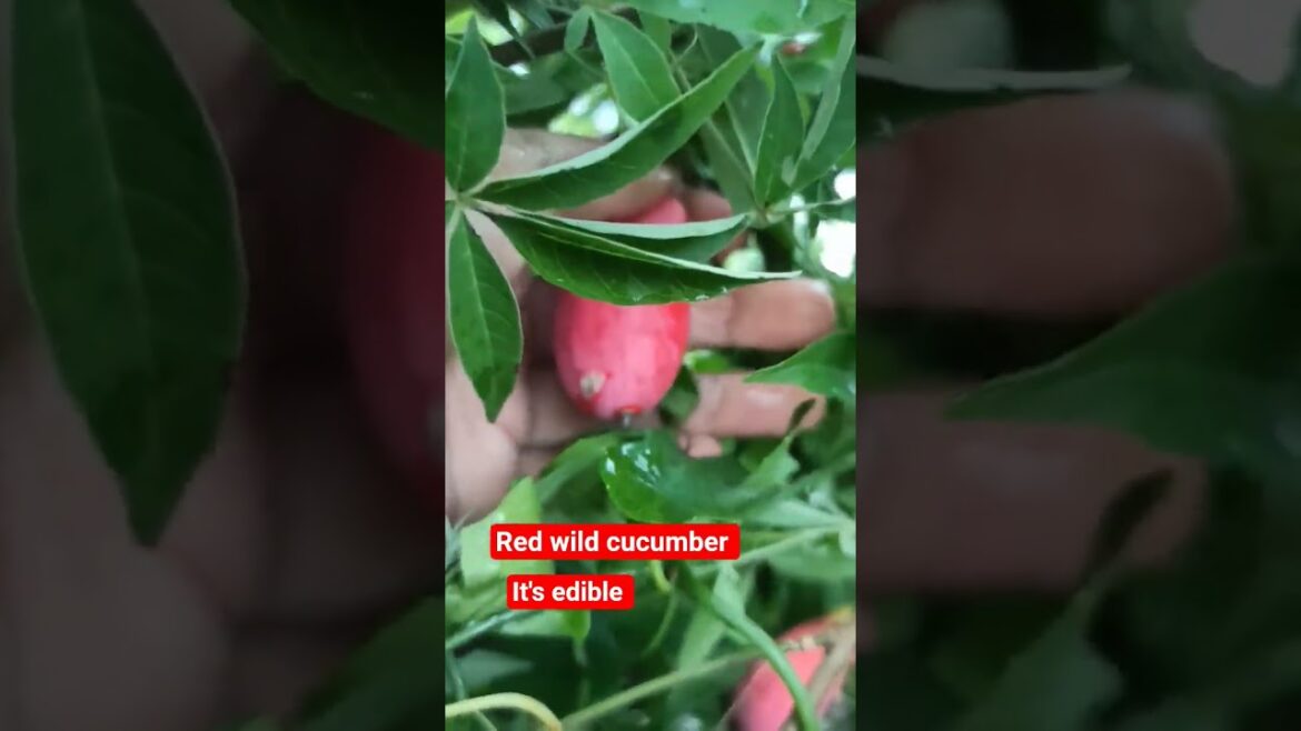 #edible wild red #cucumber,|Tiny Woman vlog