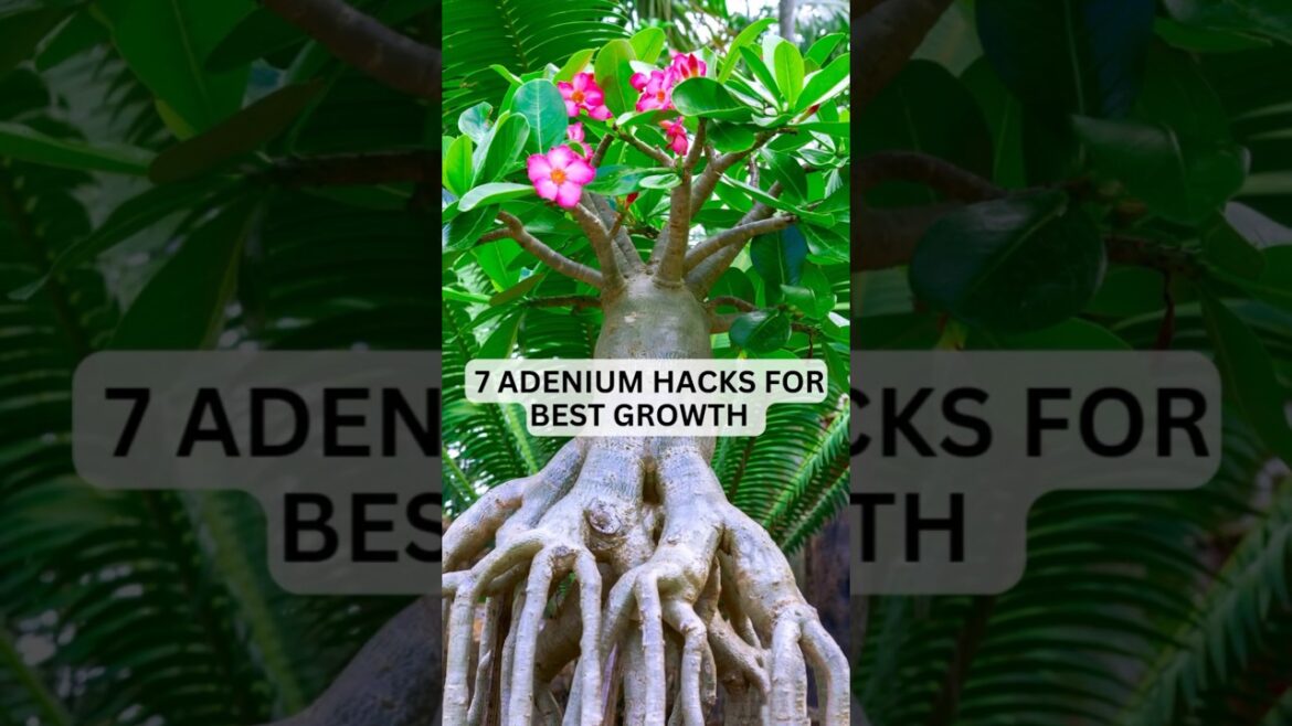 Adenium Care Tips: The Secrets to Growing Fat, Happy & Healthy Desert Roses #adenium Adenium Care Tips: The Secrets to Growing Fat, Happy & Healthy Desert Roses #adenium
