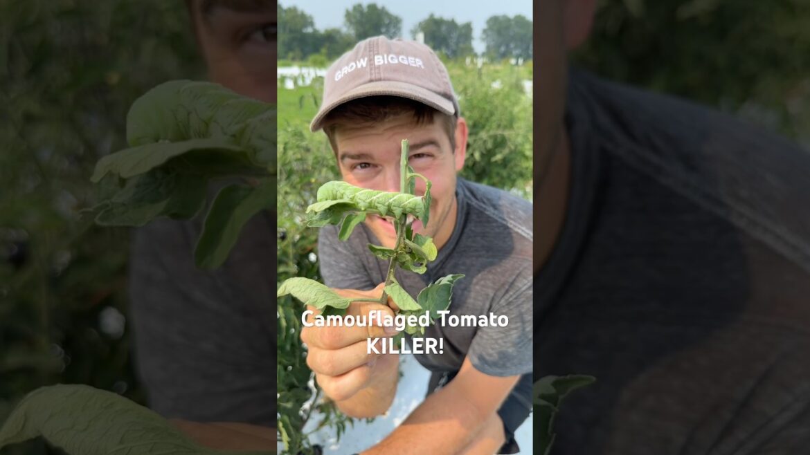 This Can RUIN Your Tomato Crop! #gardening #gardeningtips #garden #shorts