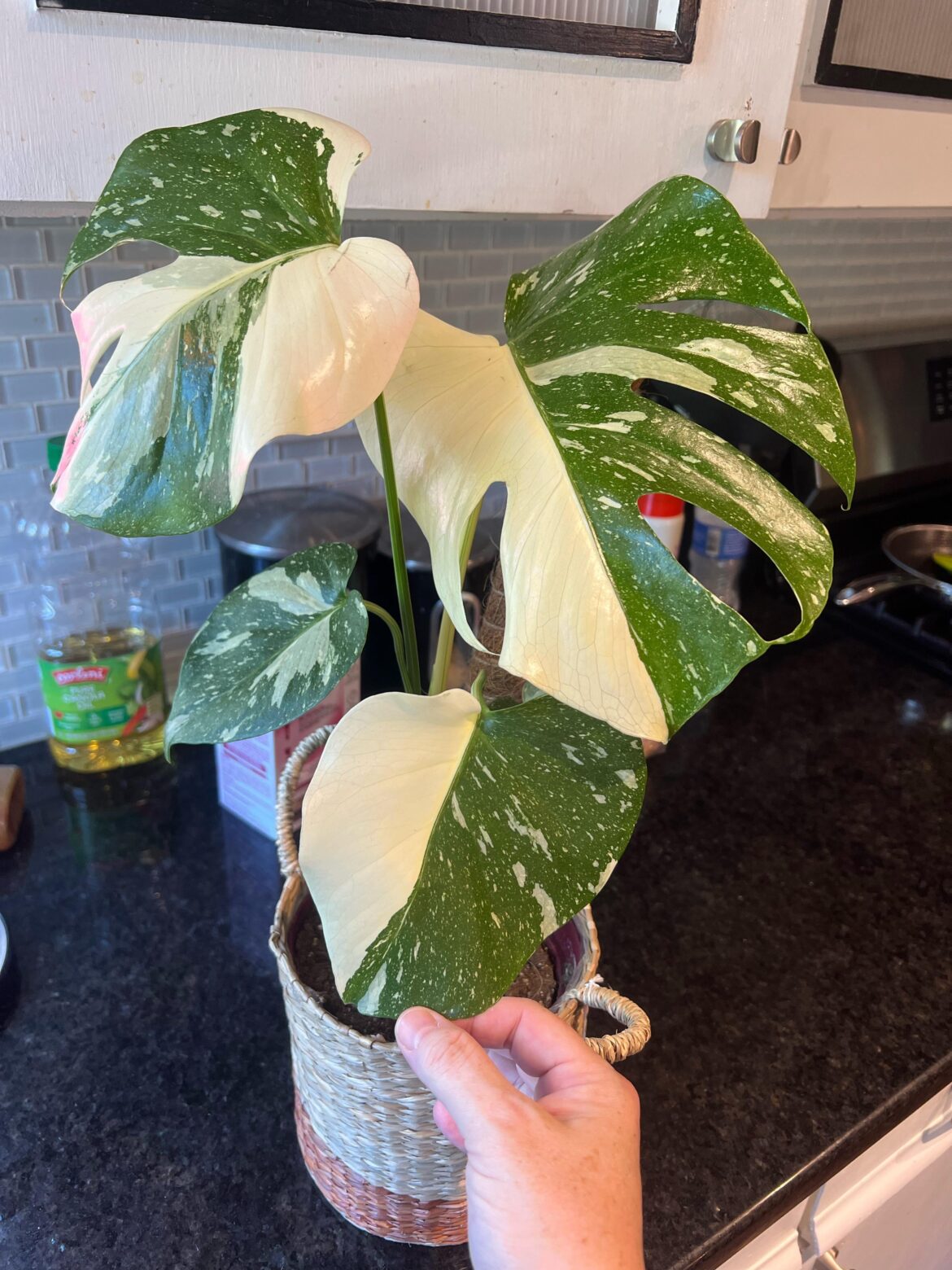How rare is this Thai?