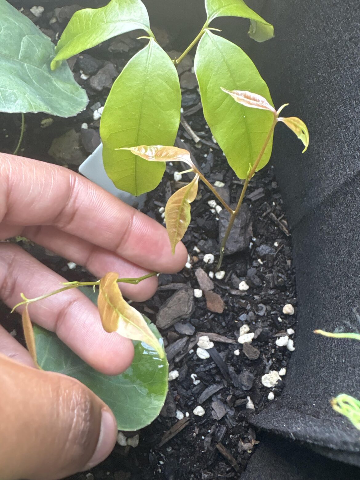 Are these lychee too close to one another?