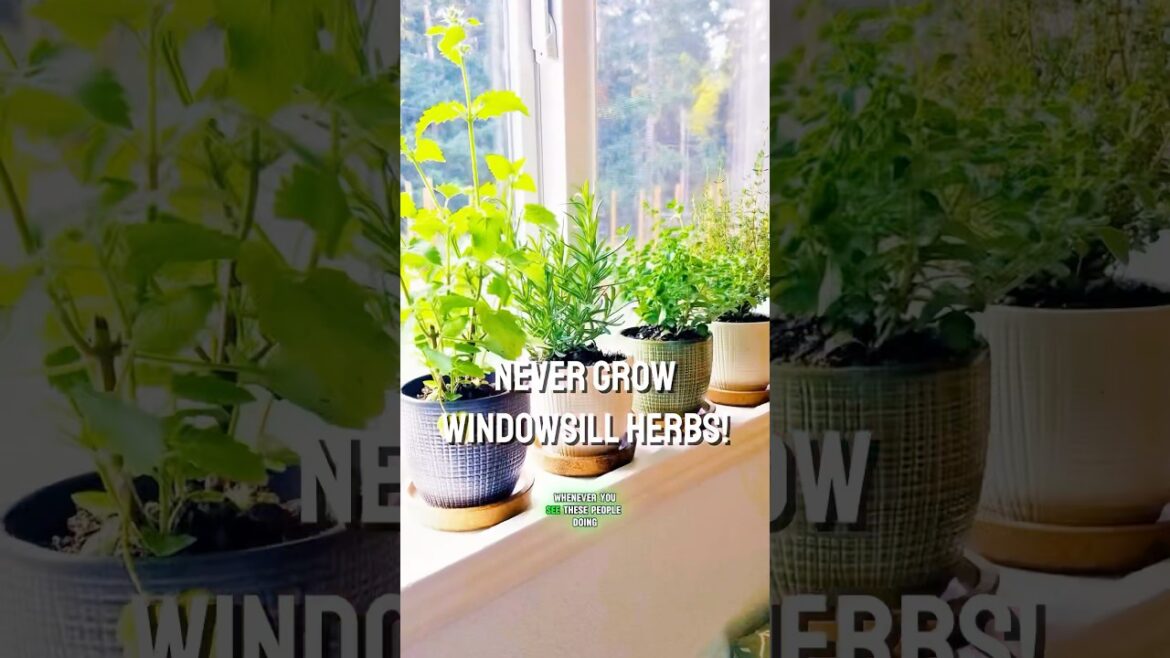 🪴Windowsill Herb Garden🪴 #herbgarden #growingherbs #containergarden #mybackyardgarden 🪴Windowsill Herb Garden🪴 #herbgarden #growingherbs #containergarden #mybackyardgarden