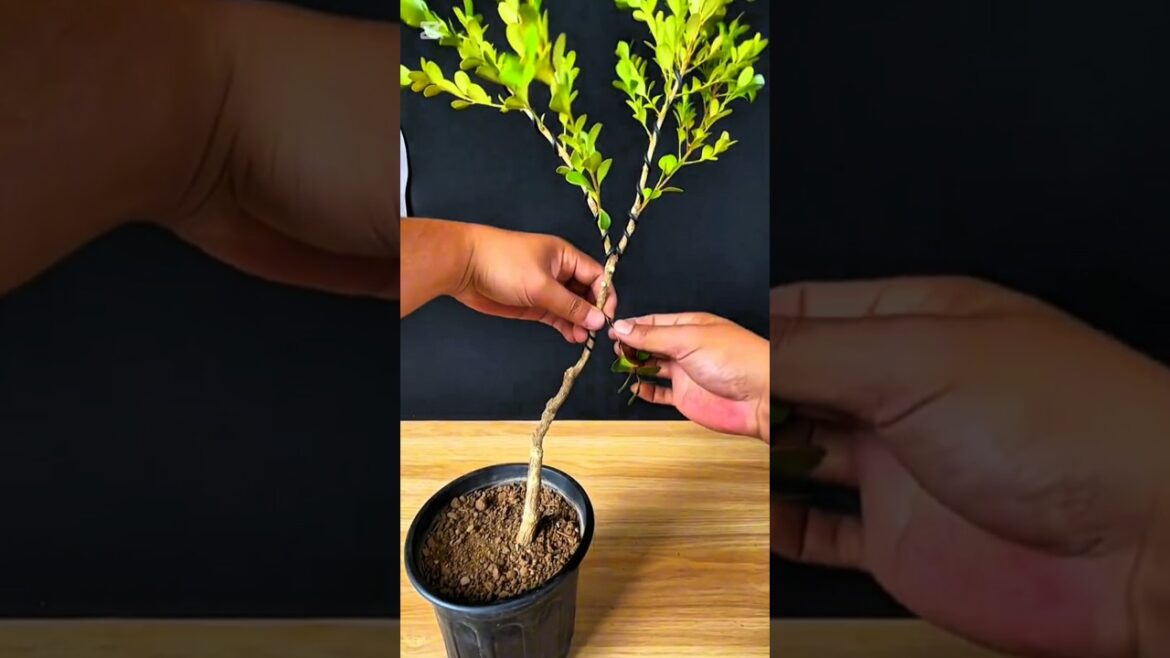 bonsai #bonsai #winatabonsai #bonsaigarden #warubonsai #gardendesign #garden #caraperawatanbonsai