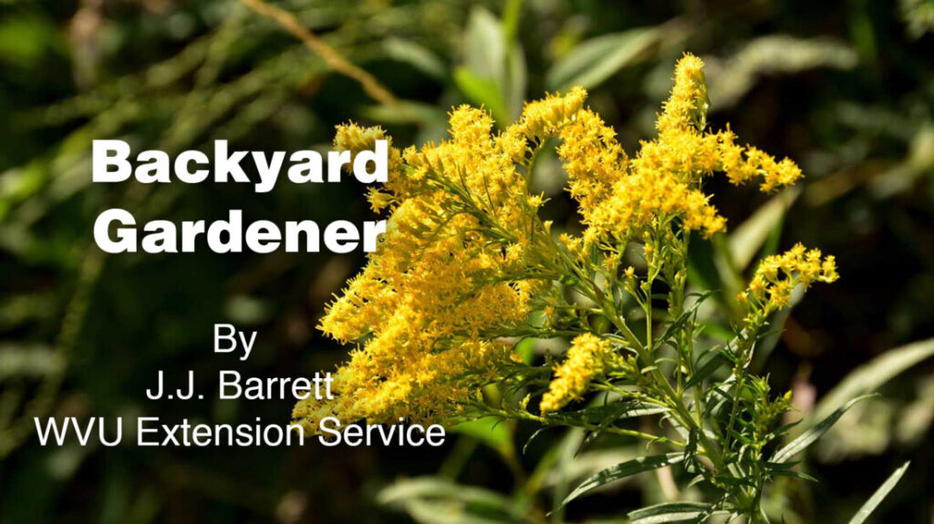 Backyard Gardener: Goldenrod – an important native wildflower | News, Sports, Jobs Backyard Gardener: Goldenrod – an important native wildflower | News, Sports, Jobs