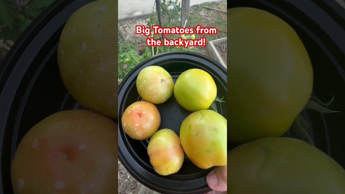 #shorts Harvesting Big Tomatoes from the backyard! #garden #gardening