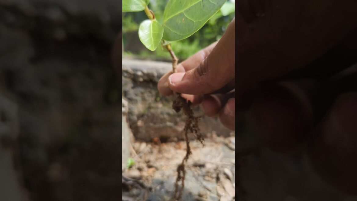Ficus bnyan #garden #gardening #bonsaigarden #gardendesign #bonsai #trending #gardenideas #ytshorts
