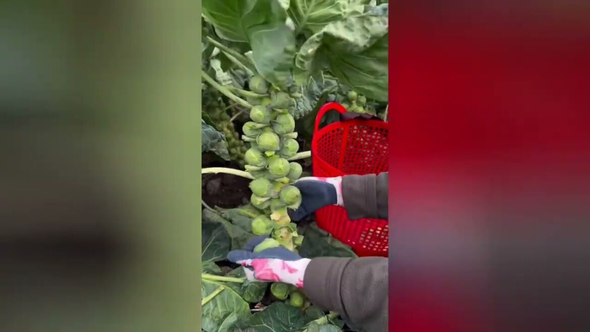 "Everyday Vegetable Gardening 🌱 Tips to Grow Fresh Food at Home!"