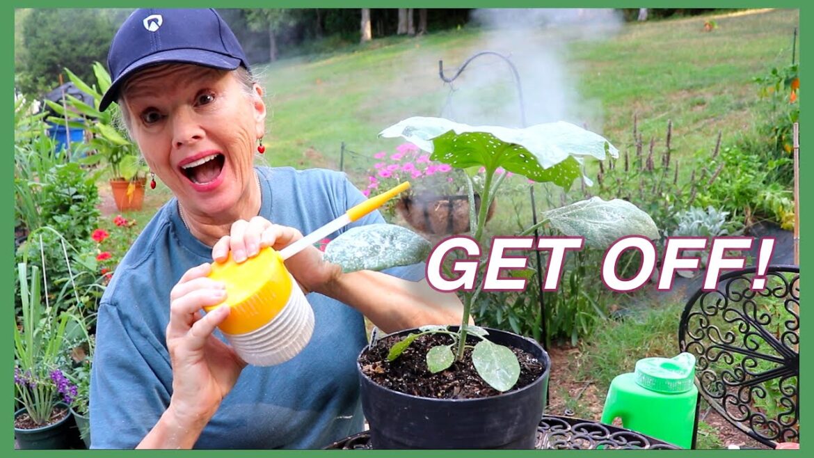 Kaye Kittrell: Homestead Update: Deck Removal, DE for Flea Beetle & More! Homestead Update: Deck Removal, DE for Flea Beetle & More!
