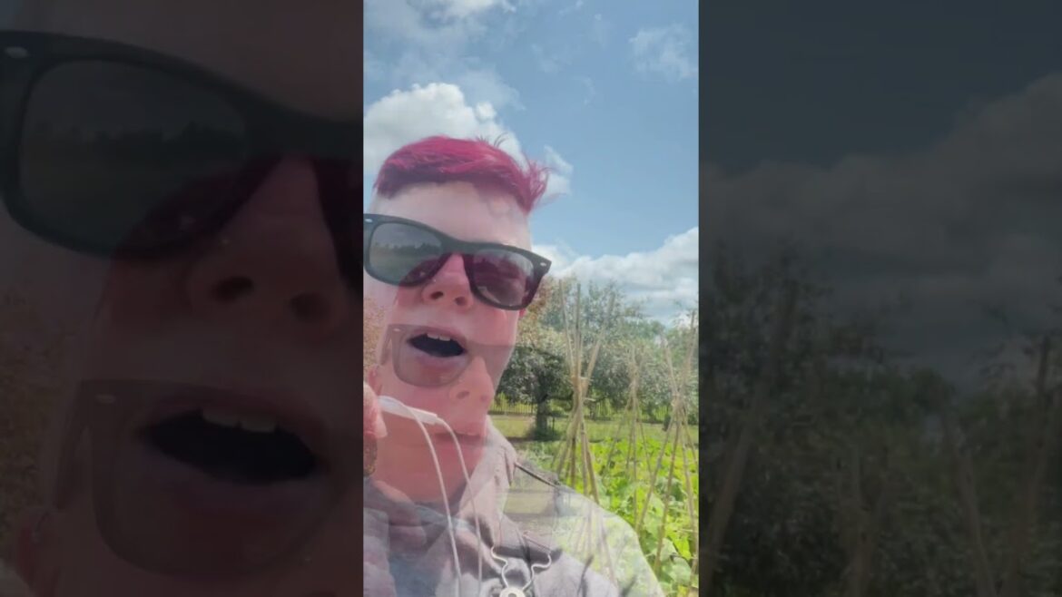 All-America Selections Flowers & Vegetables: The Future of Your Garden is Here! 🌱 (AAS Trials at Reiman Gardens) #aaswinner The Future of Your Garden is Here! 🌱 (AAS Trials at Reiman Gardens) #aaswinner