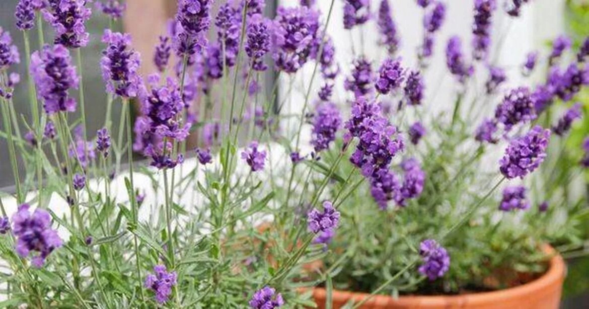 Lavender will flourish every summer if one pruning rule is always followed Ipso logo