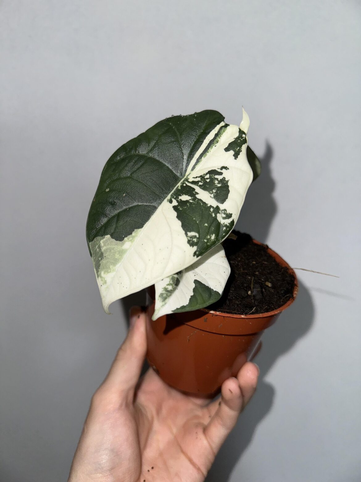Alocasia maharani albo 🥰