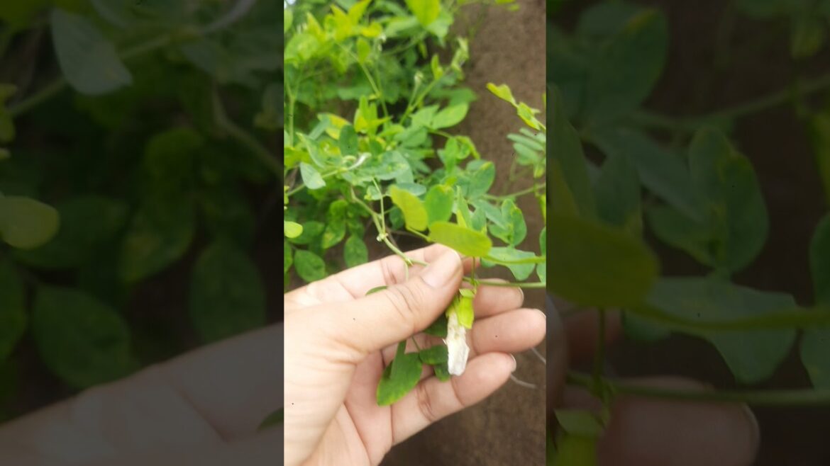 White Aprajita Plant 🪴#Teena#gardenideas#