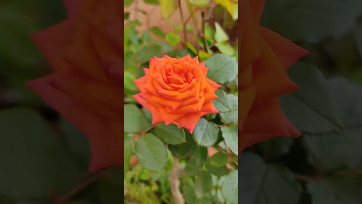 Orange Rose#Red#yellow#roses#garden#tips#healthy#meditation#hibiscus#music