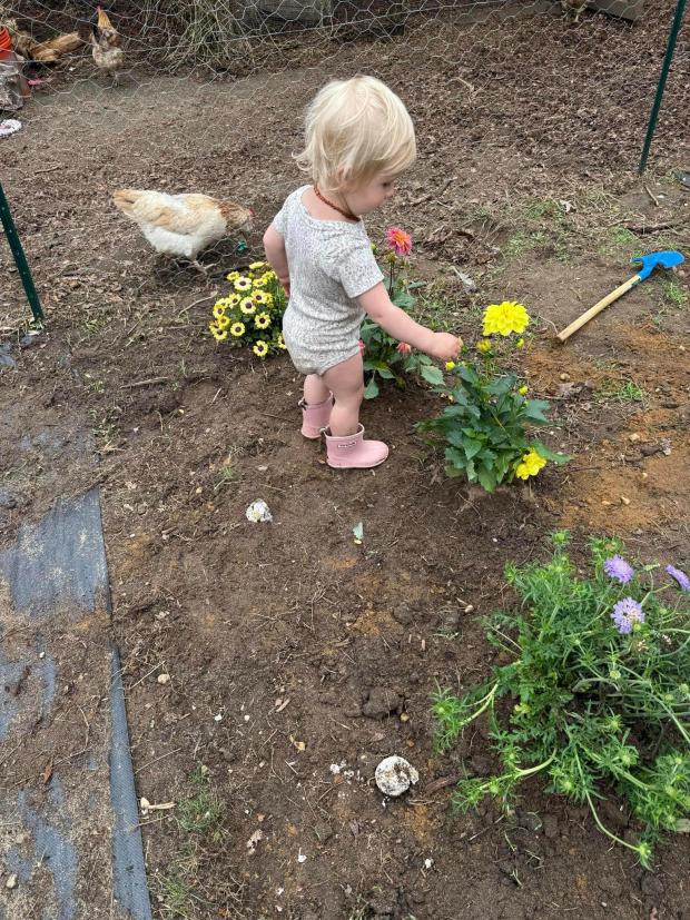 This 2025 image provided by Jessica Martin shows a toddler learning to tend plant in an Islip Terrace, New York, garden. (Jessica Martin via AP)