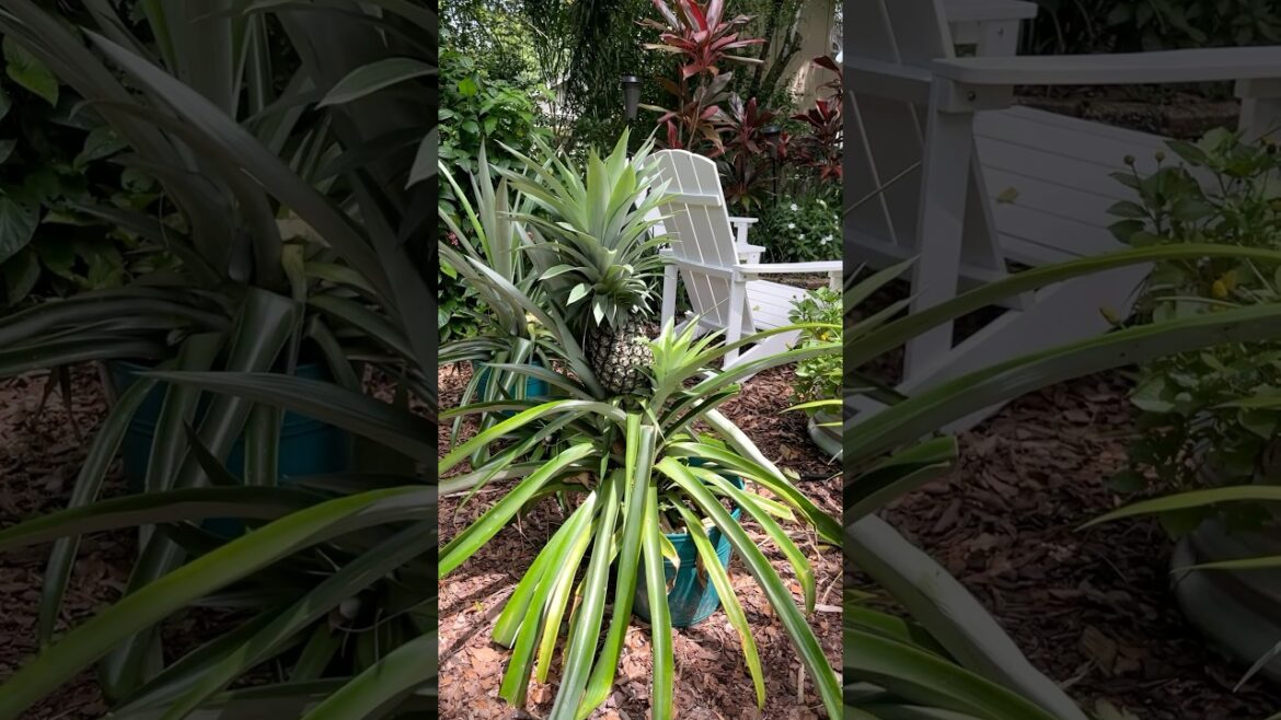 I Grew Pineapples at Home! 🍍