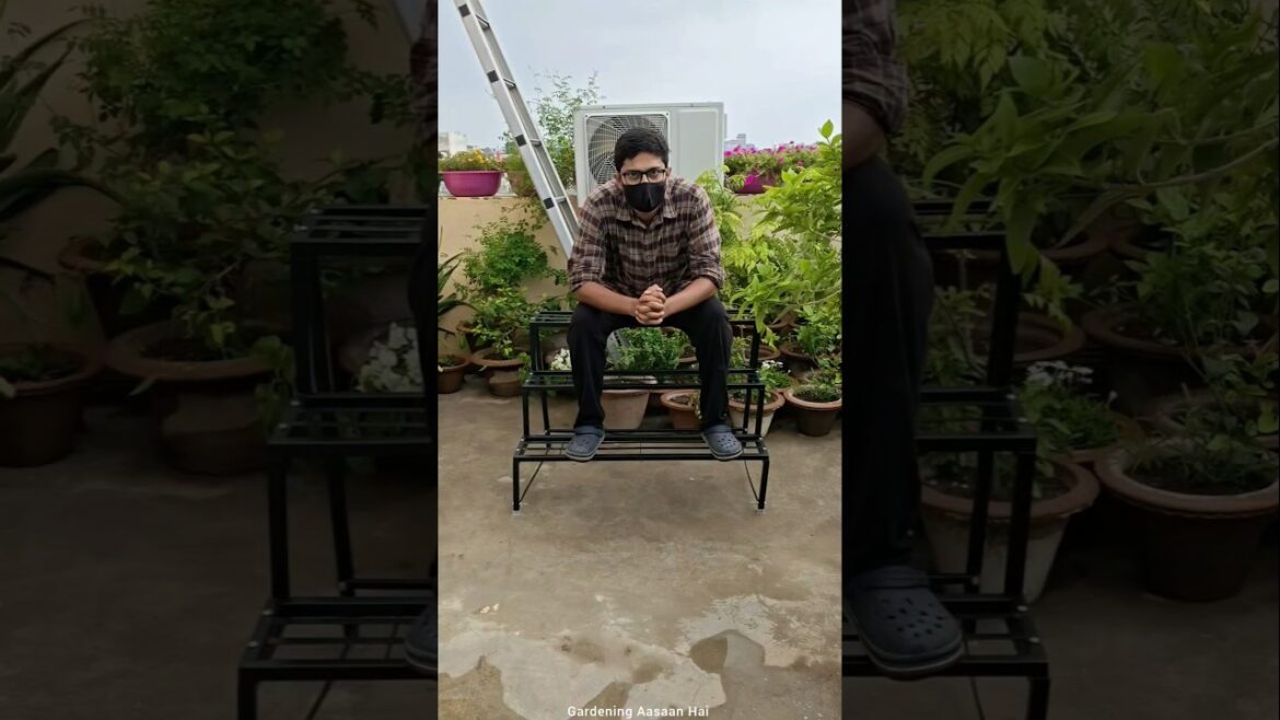 Honest review of 3 step plant stand #gardeningaasaanhai #shorts #gardening #products  #honestreview