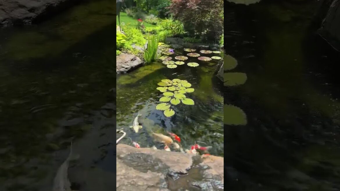 Best Beautiful Backyard Garden #shorts Best Beautiful Backyard Garden #shorts