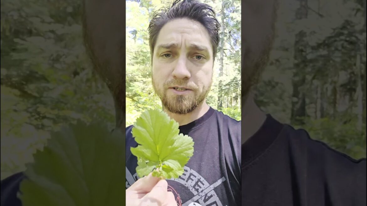 Are Avens Edible? Geum macrophyllum: largeleaf avens or large-leaved avens. #foraging #pnw