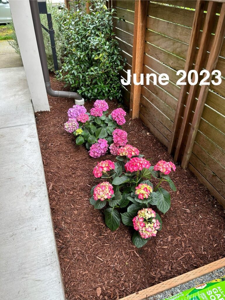 My hydrangeas are uneven