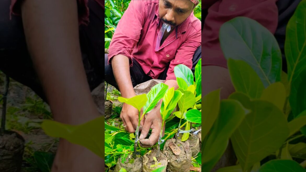 Farmer Shows Jackfruit (कटहल) Grafting Secrets – Must Watch #shorts