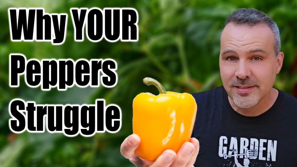 Don't Do THIS to Your Peppers!
