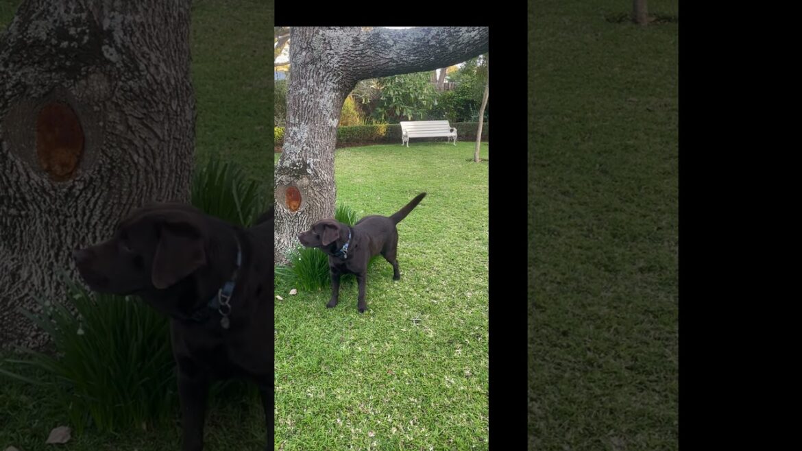 Spring Has Sprung... and So Has Oscar the Labrador ! 🌼💦 #labrador #labradorretriever