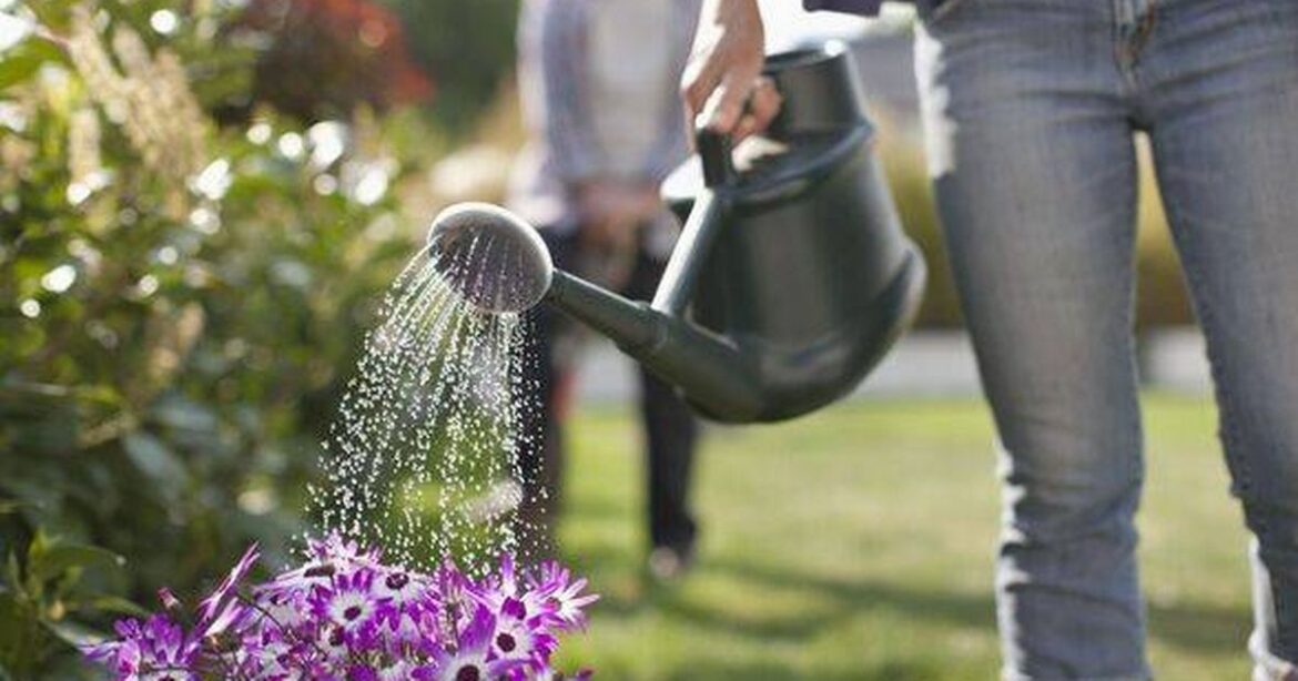 Gardeners urged to ‘not waste a drop’ of water with heatwave set to grip UK Ipso logo