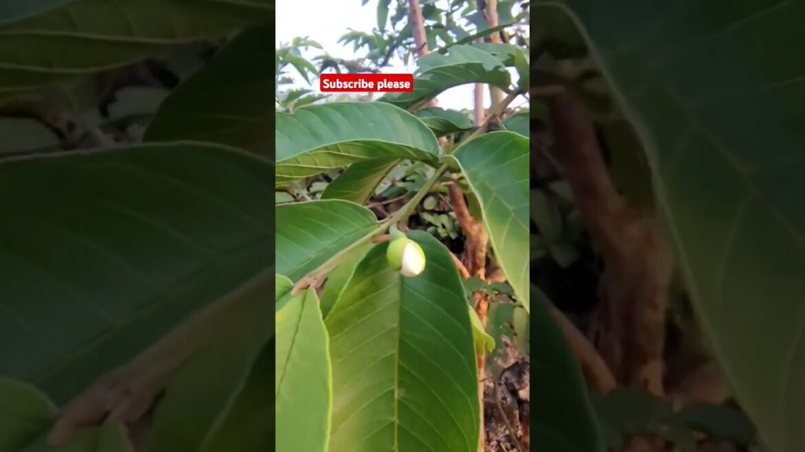 Hu majuri Kari toy Pur na pade#gujratikhedut #farming