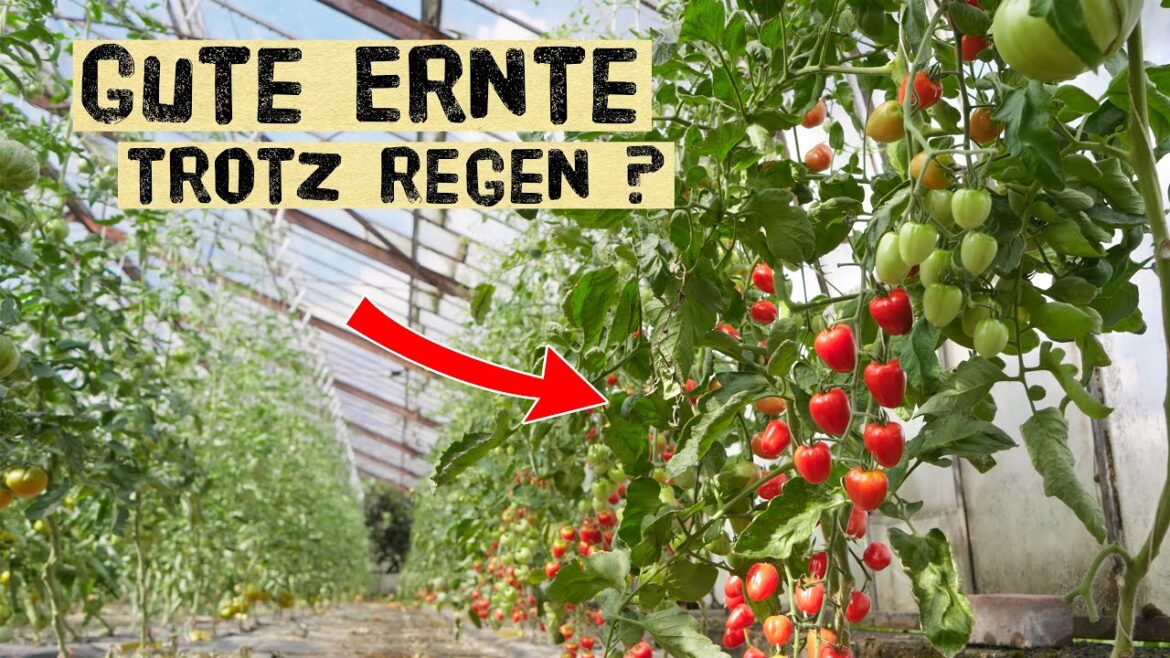 Gemüsegarten Anfang August  – Tomaten, Riesenzucchini,  Blutpflaumen & mehr trotz Regen