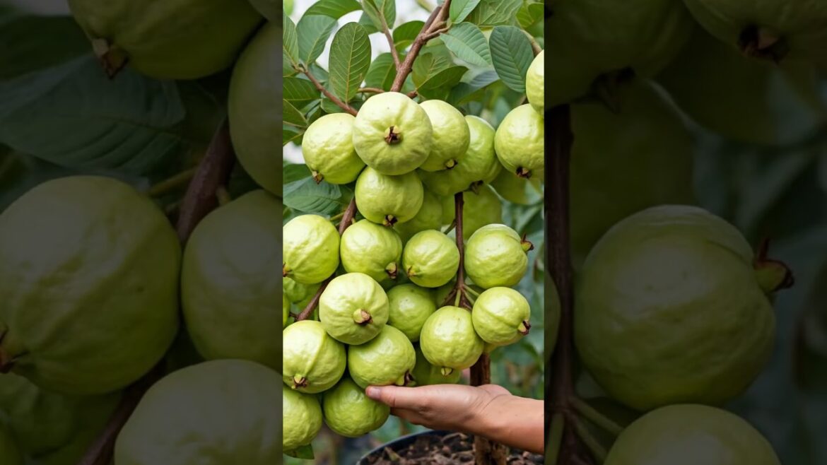 Guava Gardening 101: Soil, Care, and Pest Control for Home Growers