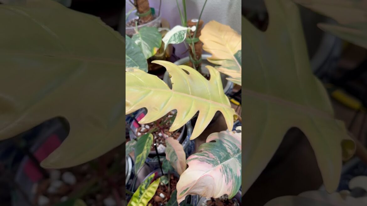 Experience the RAREST Serrated Variegated Monstera #exotic #plants #shorts