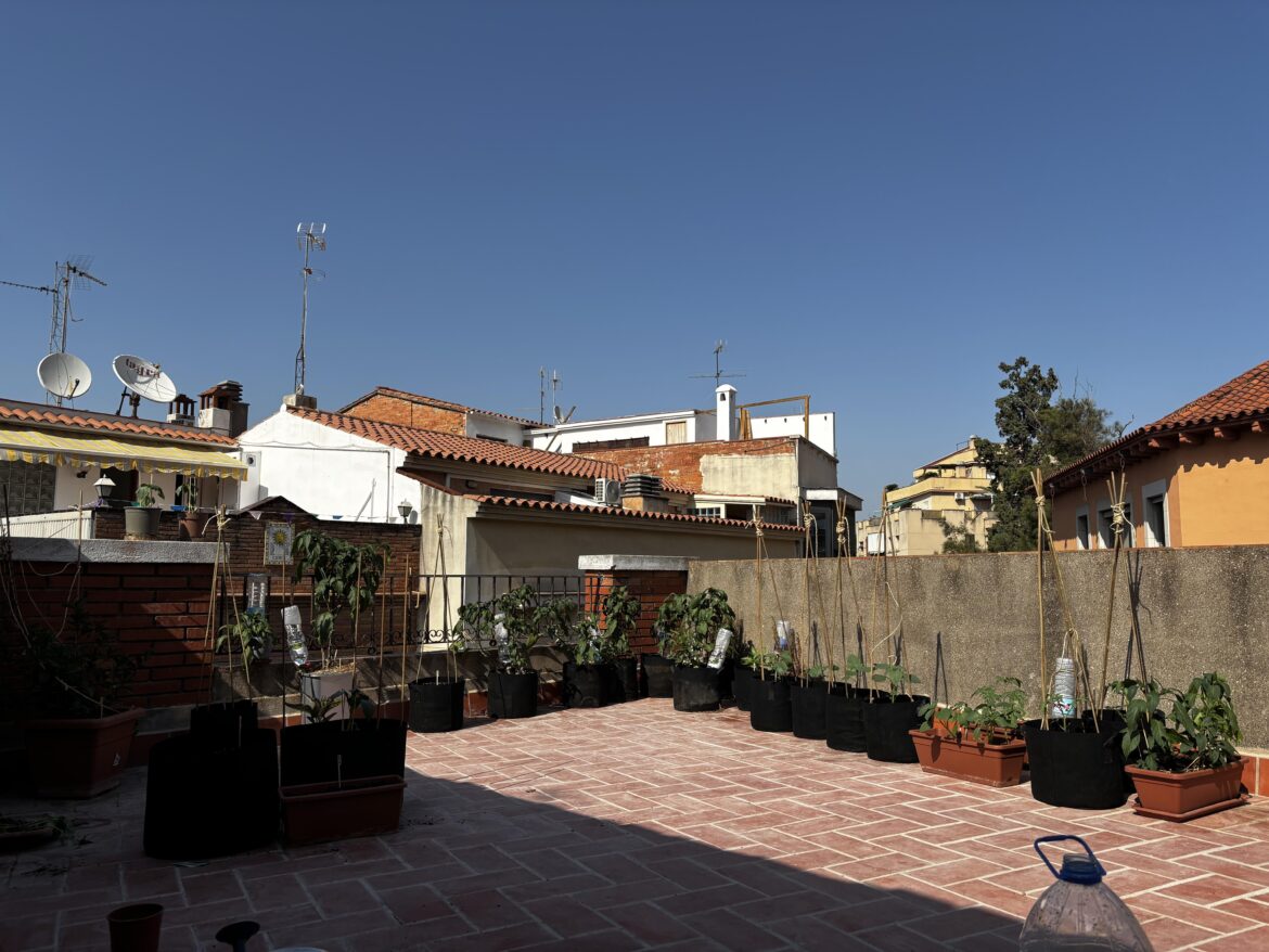 Starting a rooftop container garden!